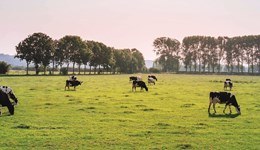 Improving silage making
